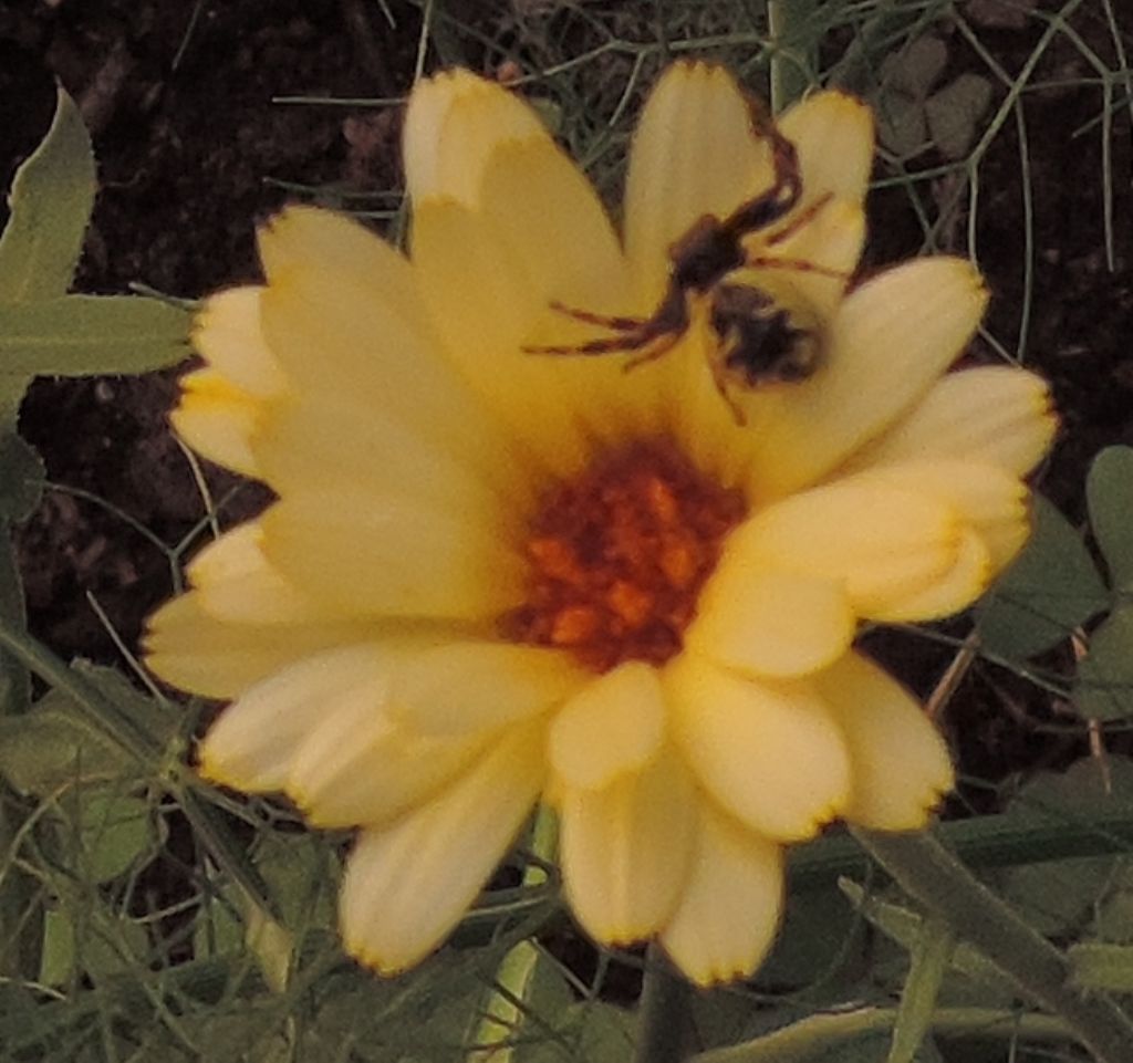 Ragno giallo tatuato: Synema globosum (Thomisidae)